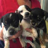 Harrison's Haven For Dogs, Puppies Comes To The Rescue, Again