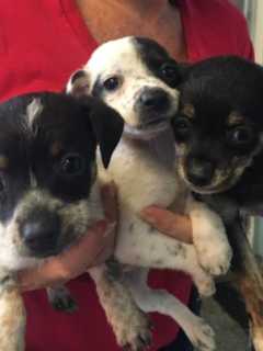 Harrison's Haven For Dogs, Puppies Comes To The Rescue, Again