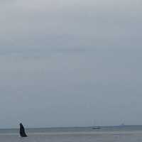 <p>Madelyn and Jim Cummings spotted a humpback whale in the water of Long Island Sound off Norwalk on Friday evening.</p>