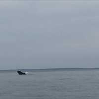 <p>Madelyn and Jim Cummings spotted a humpback whale in the water of Long Island Sound off Norwalk on Friday evening.</p>