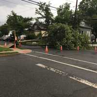 Storm Downs Trees In Hawthorne, Glen Rock