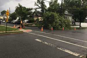 Storm Downs Trees In Hawthorne, Glen Rock