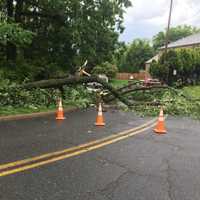 <p>Another fallen tree blocked traffic on Royal Avenue in Hawthorne.</p>