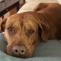 Comfort Dogs Allowed For Some During Criminal Trials, PA Supreme Court Rules