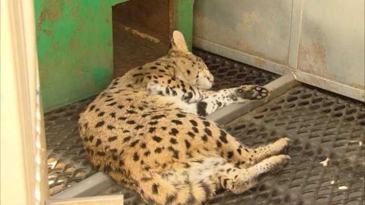 An African Savannah cat was found on Mill Street in Paterson.