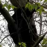 <p>The bear was initially spotted near the Ridgewood Country Club before running through several borough streets -- ultimately ending up in a tree on Benton Road, Police Chief Kenneth Ehrenberg said.</p>