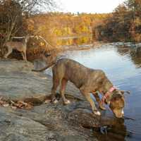 <p>Cali goes for a hike.</p>