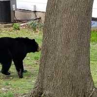 <p>A black bear took Paramus officials on a brief chase around the borough Monday morning.</p>