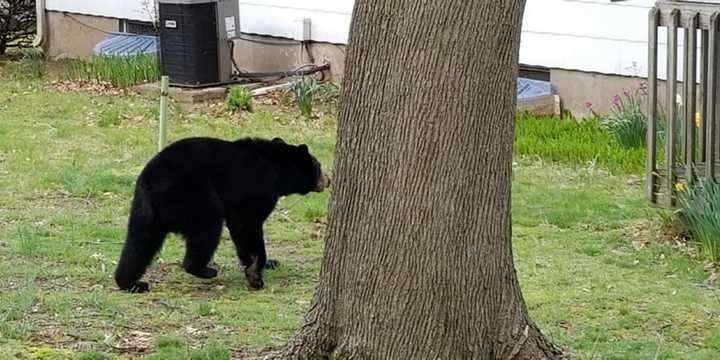 A black bear took Paramus officials on a brief chase around the borough Monday morning.