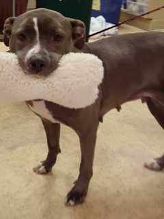 North Haledon Animal Shelter Sets Tricky Tray, Family Fun Night