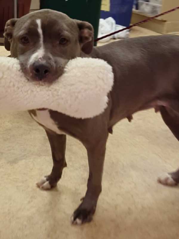 North Haledon Animal Shelter Sets Tricky Tray, Family Fun Night