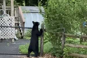 Bear Spotted At Mount Kisco Condo Complex Before Climbing Fence