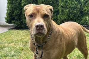 Virginia Man Convicted For Role In DMV Dog Fighting Ring