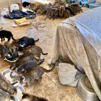 <p>150 cats were found living in squalor at a home in Yorktown after police discovered the two occupants dead during a welfare check.</p>