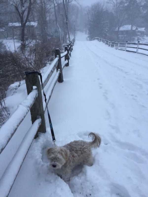 Updated: How Much Snow Did You Get? A Look At Totals From Westchester
