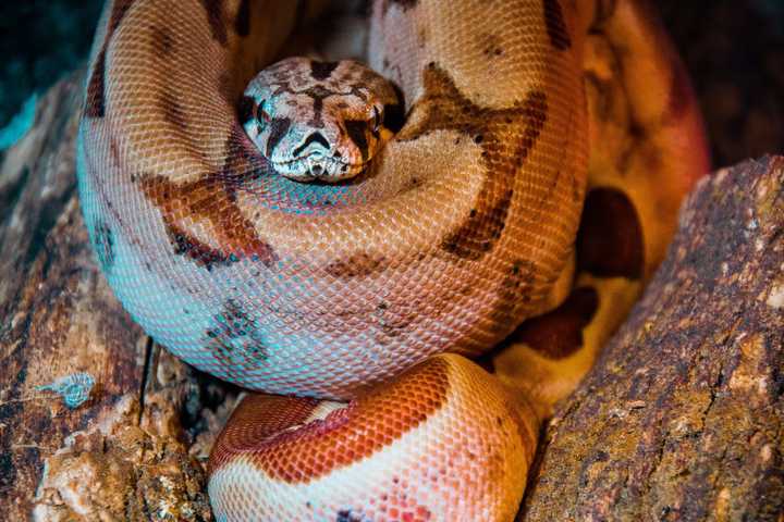 Suspects Slither Away With Snake From Westford Petco