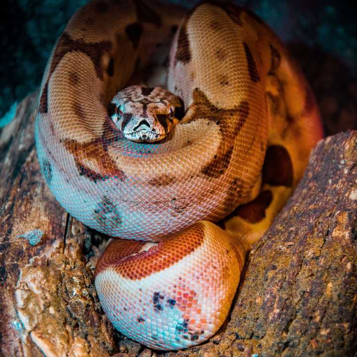 A boa constrictor