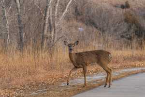 Increased Crash Risk: Watch For Deer During Mating Season, State Warns Motorists