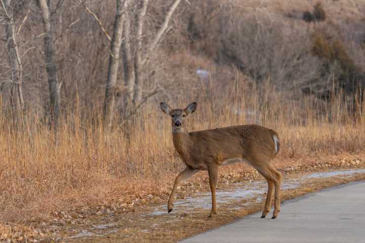 Increased Crash Risk: Watch For Deer During Mating Season, State Warns Motorists