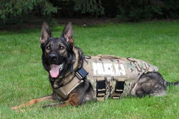 Fairfield Police K9 Suits Up In Body Armor