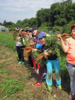 Poughkeepsie Farm Project Boasts Record Produce Harvest