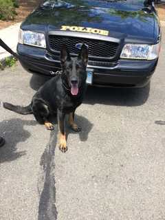 Norwalk Police Dog Takes Down Armed Robbery Suspect