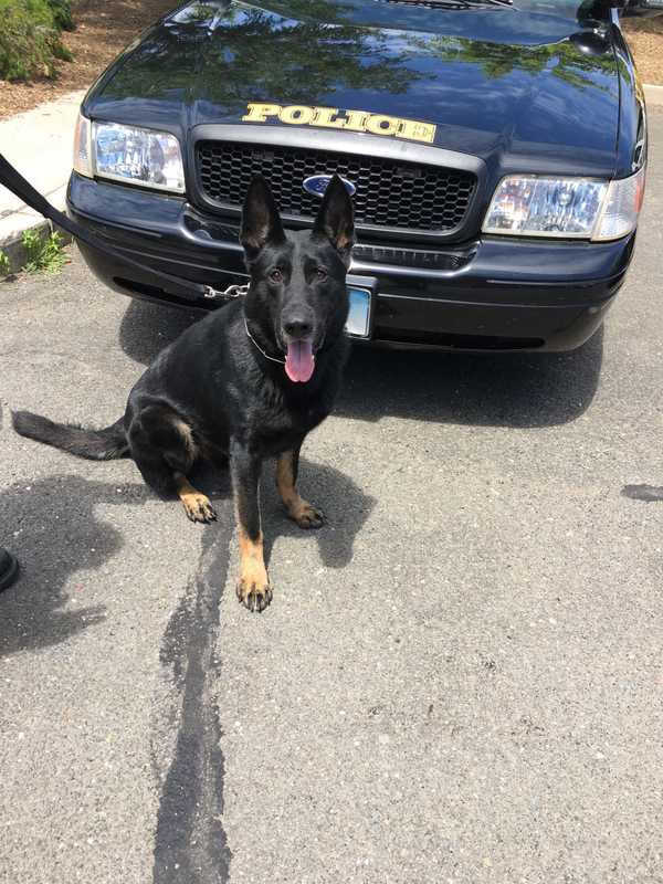 Norwalk Police Dog Takes Down Armed Robbery Suspect