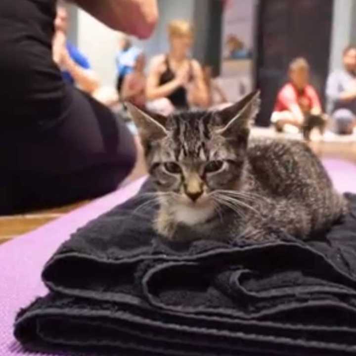 Stretch, bend and fold in a gentle yoga class on Saturday, June 16 from 3 to 5 p.m. Playing and bonding with the kittens starts at 3 p.m., followed by the yoga class at 3:30. The kittens will be available for adoption.