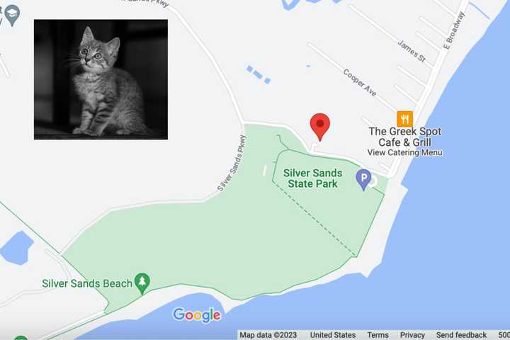 Kitten Thieves Nabbed Following Milford Burglary: Police