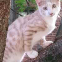 Have You Seen Him? Public Asked To Help In Search For Sleepy Hollow Cat