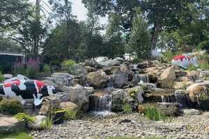 Don't Be Koi: Reward Offered After Fish Statues Stolen From Long Island Business