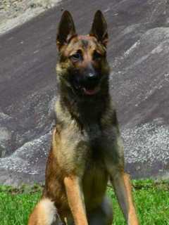 Poughkeepsie K-9 Sniffs Out Burglary Suspects Hiding Under Tarp