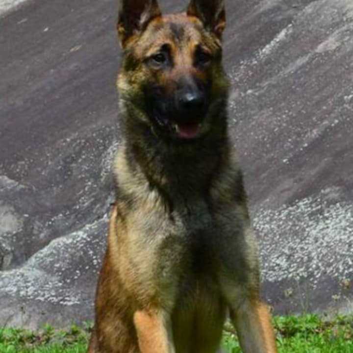 K-9 Kyle of the town of Poughkeepsie Police Department helped capture two burglary suspects.