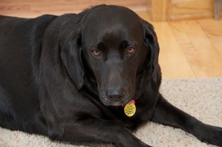 Labrador retrievers&#x27; tendency towards obesity can be blamed on genes, according to a recent scientific study.