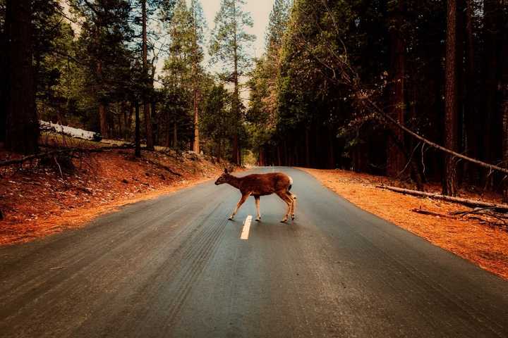 Deer Collisions On Connecticut Roadways Expected To 'Increase By Leaps, Bounds,' AAA Warns