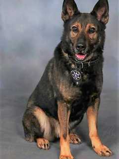 Full Law Enforcement Funeral Set For Passaic County Sheriff's K-9 Leo, 8, At Garrett Mountain