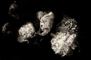Photographer Amy Dolego Holding Solo Exhibition In Southport