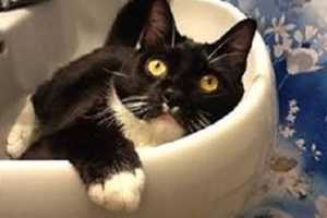 Owners Seek Lost Yonkers Kitty