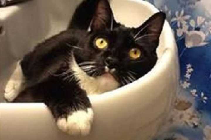 Owners Seek Lost Yonkers Kitty