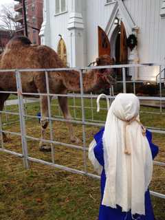 Greenwich's Holiday Day Stroll: Caroling, Promotions, Live Reindeer