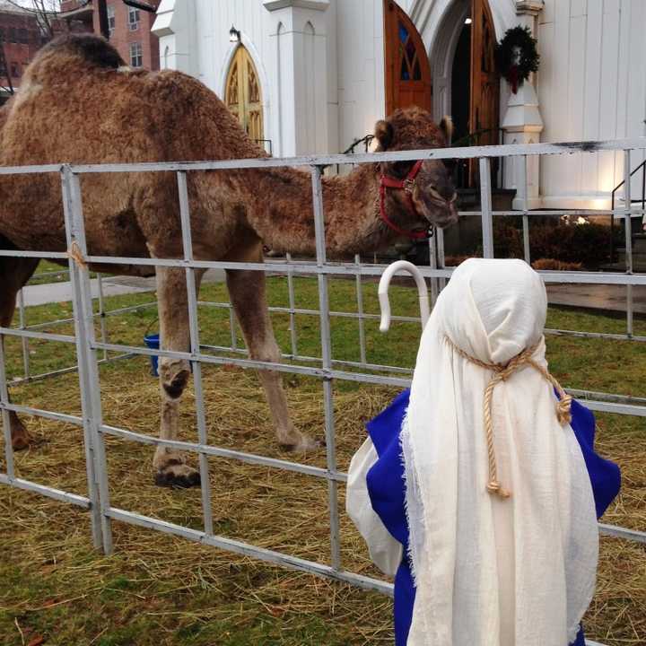 A live Nativity scene, featuring a number of animals, will be one of the many attractions at the 7th Annual Greenwich Holiday Stroll Weekend on Saturday, Dec. 5 and Sunday, Dec. 6.