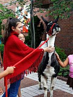 Love Llamas Up Close At Field Library Thursday