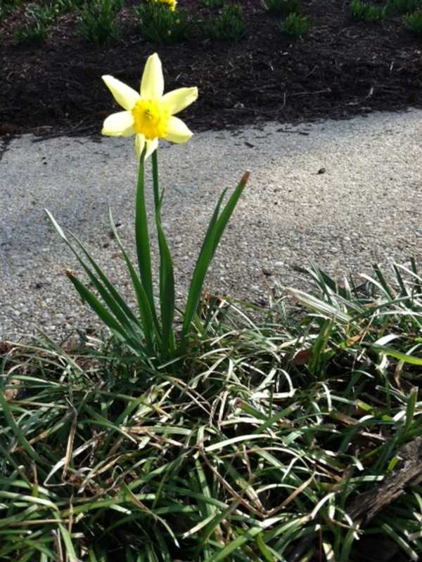 Peekskill Garden Club Hosts Annual Flower Show