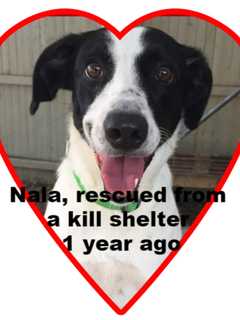 SPCA's Briarcliff Shelter Seeks Sponsors For Lonely Hearts Club