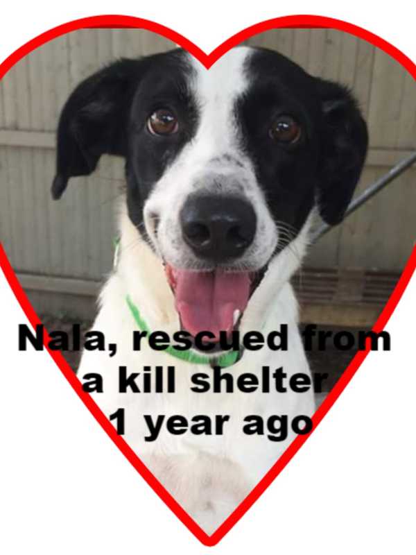 SPCA's Briarcliff Shelter Seeks Sponsors For Lonely Hearts Club