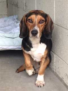 Do You Know Him? Lost Beagle Found In Mahopac