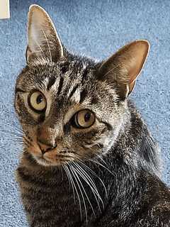 Cat Named Kitty Is Missing In Hyde Park