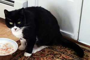 Have You Seen Charlie In The Ossining Area?