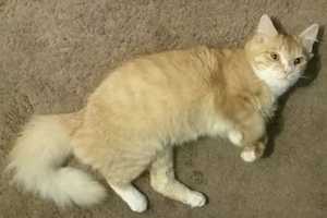 Lost Cat Found In Bronxville