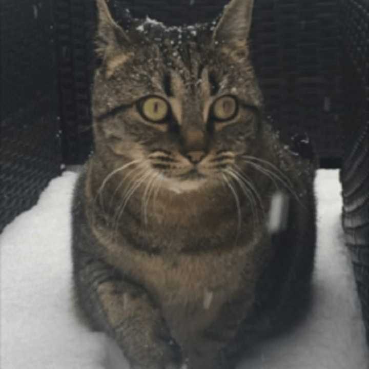 Poppy, a gray/brown/black tabby with green eyes, has gone missing from her Eastchester home.